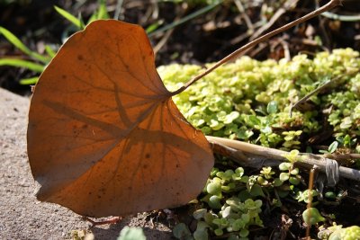 Basic Photography Homework: Manual Focus