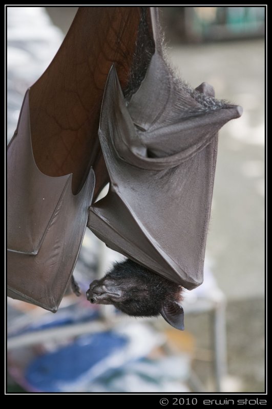 Bats
