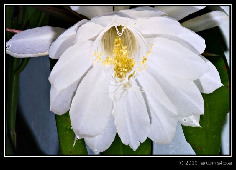 Bunga Wijaya Kusuma (Epiphyllum oxypetalum)