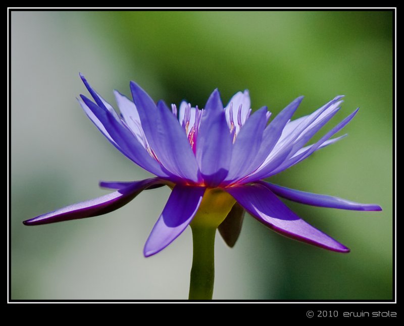Lotus & Water Lilies