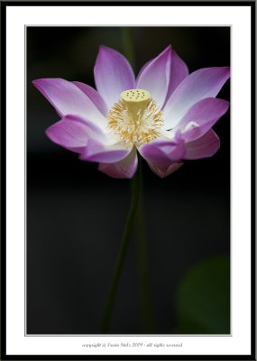 Lotus (Nelumbo nucifera)