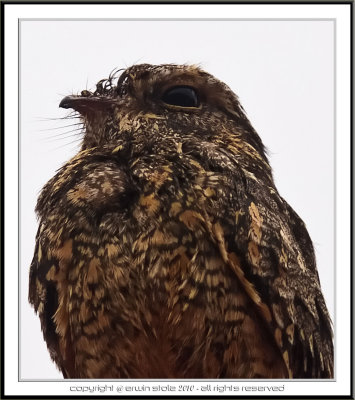 Savanna Nightjar ( Caprimulgus affinis )