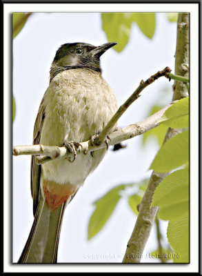 Red-vented Bulbul (Pycnonotus cafer)