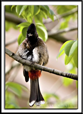 Red-vented Bulbul (Pycnonotus cafer)