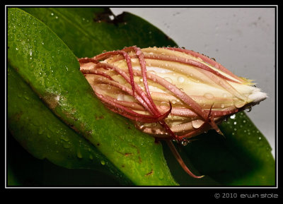 Bunga Wijaya Kusuma (Epiphyllum oxypetalum)