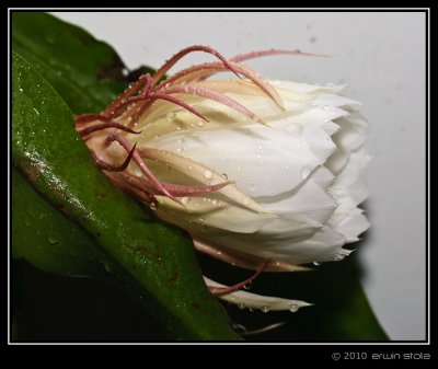 Bunga Wijaya Kusuma (Epiphyllum oxypetalum)