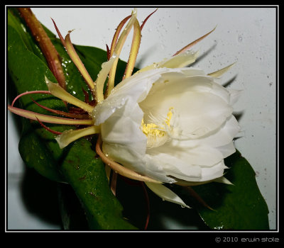 Bunga Wijaya Kusuma (Epiphyllum oxypetalum)