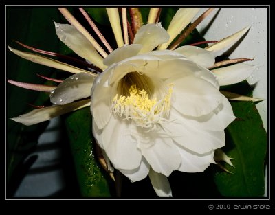 Bunga Wijaya Kusuma (Epiphyllum oxypetalum)