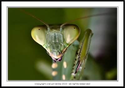 Giant Praying Mantis (juvenile)