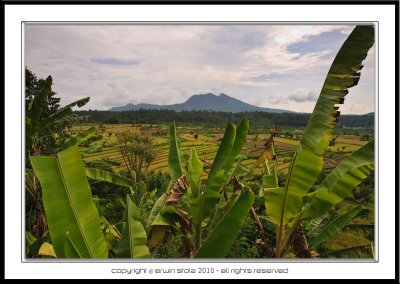 Bali, Rice Paddy