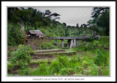 Bali, Rice Paddy with old Bridge
