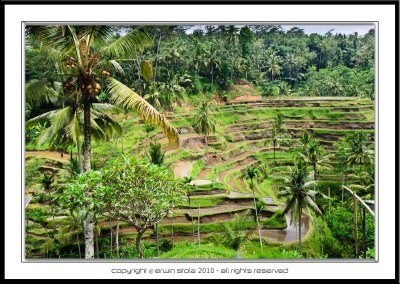 Bali, Rice Paddy