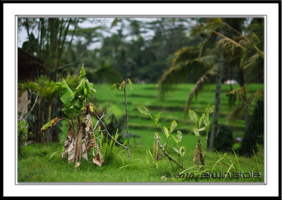 Ubud, Bali Rice Paddy
