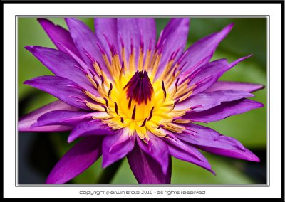 Lotus & Water Lilies