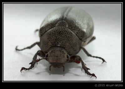 May Beetle (Melolonthinae)