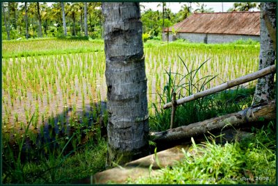 Ubud