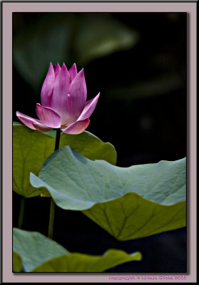 Lotus (Nelumbo nucifera)