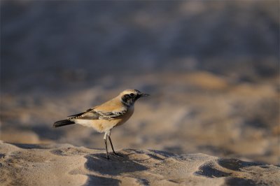 Desert Wheatear (Oenanthe deserti)