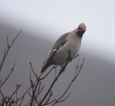 Bohemian Waxwing (Bombycilla garrulus)