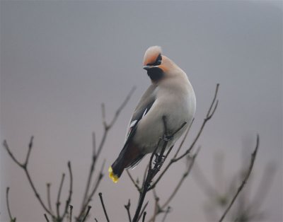 Bohemian Waxwing (Bombycilla garrulus)