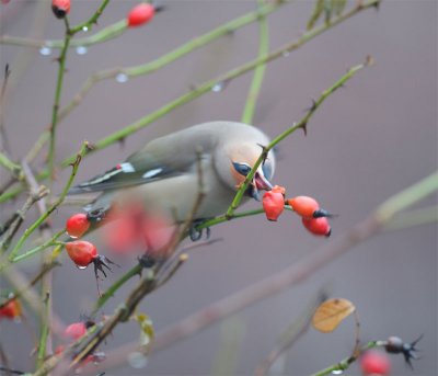 Bohemian Waxwing (Bombycilla garrulus)