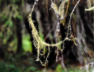 Usnea longissima