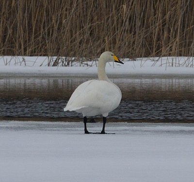 Whooper Swan (Cygnus cygnus)