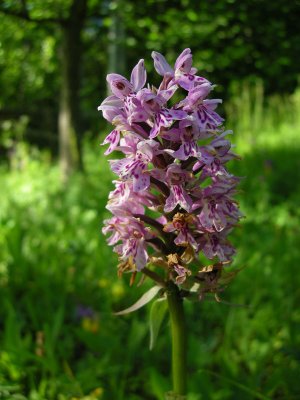 Dactylorhiza maculata ssp. fuchsii  sambucina
