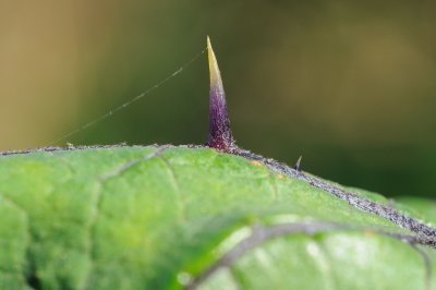 [Solanaceae] Solanum aethiopicum - rd aubergin