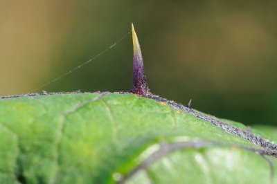 Solanum aethiopicum