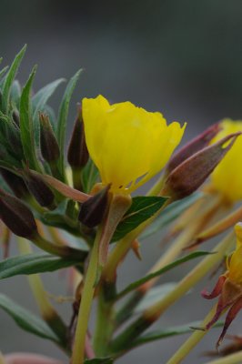 Oenothera ammophila