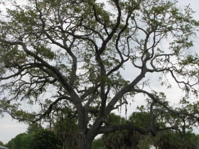OAK TREE
