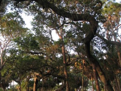 TREES