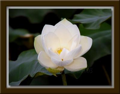 White Lotus Blossom