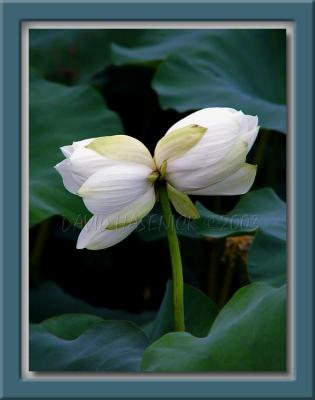 Rare Double White Lotus Blossom