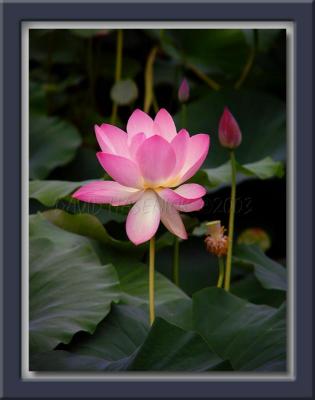 Pink Lotus w/Seed Pods & Buds