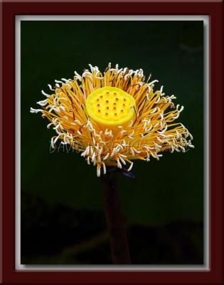 Golden Lotus Seed Pod
