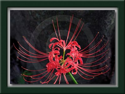 Red Spider Lily - 상사화