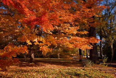 Corinth Autumn