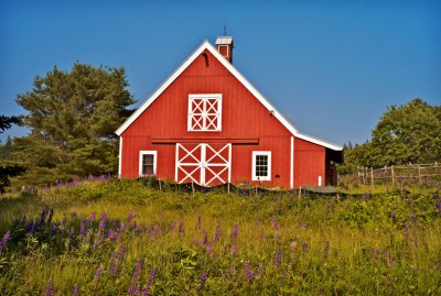 Barn with Lupines