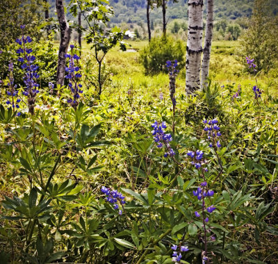 Acadia, Birches and Lupines