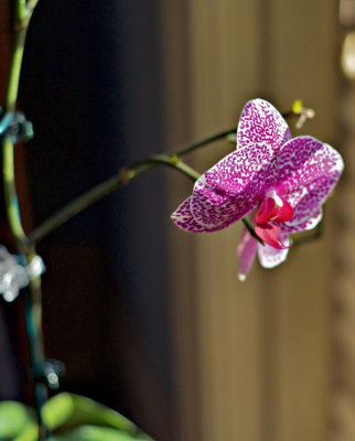 Orchid variety