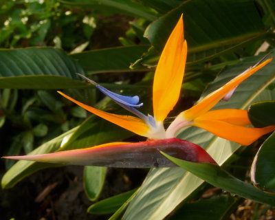Kauai, Bird of Paradise