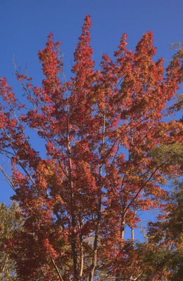 New Hampshire Autumn Morning