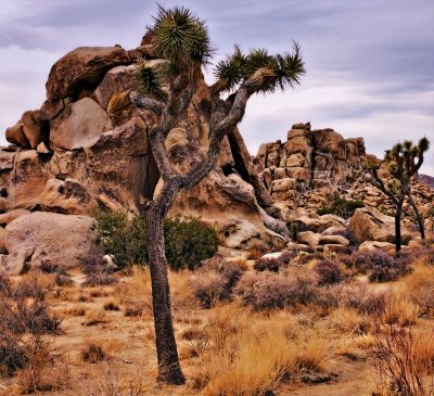 Joshua Tree Landscape