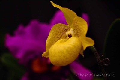 IMG_05830.JPG