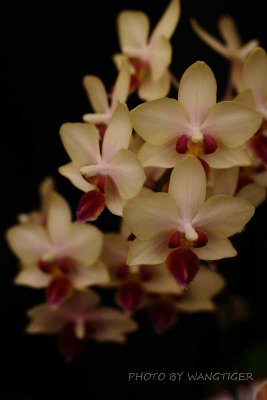 IMG_06500.JPG