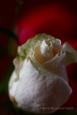 IMG_05400.jpg