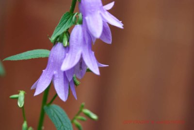 CRW_13620.jpg