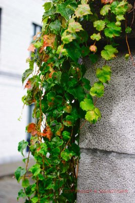 CRW_2844.jpg